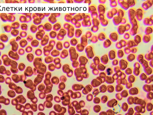 Клетки крови животного 