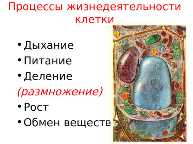 Процессы жизнедеятельности клетки Дыхание Питание Деление (размножение) Рост Обмен веществ  