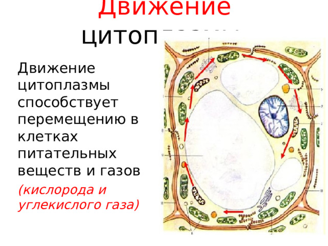 Движение цитоплазмы Движение цитоплазмы способствует перемещению в клетках питательных веществ и газов (кислорода и углекислого газа) 