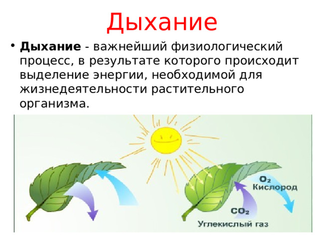 Дыхание Дыхание - важнейший физиологический процесс, в результате которого происходит выделение энергии, необходимой для жизнедеятельности растительного организма. 