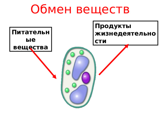 Обмен веществ Продукты жизнедеятельности Питательные вещества 