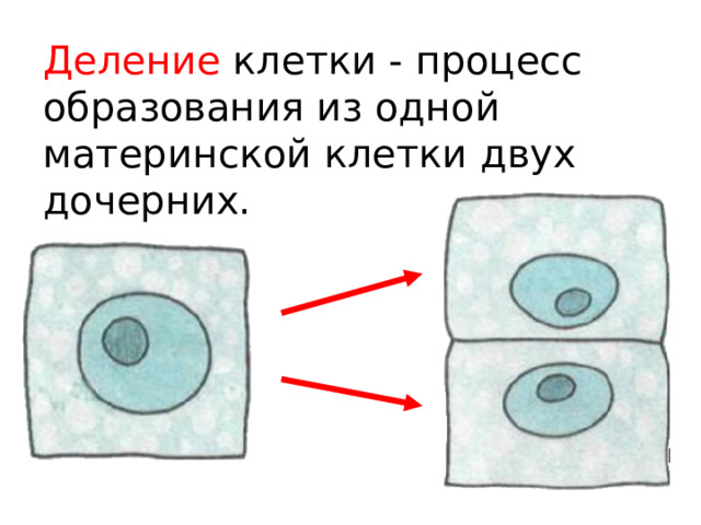 Деление клетки - процесс образования из одной материнской клетки двух дочерних. 