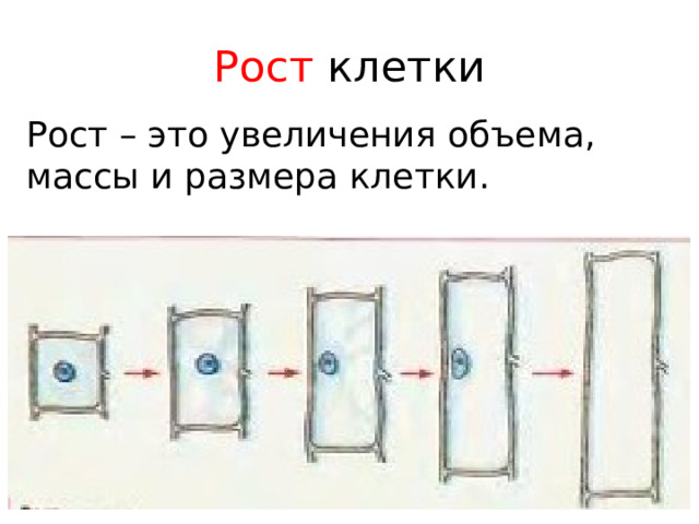 Рост  клетки Рост – это увеличения объема, массы и размера клетки. 