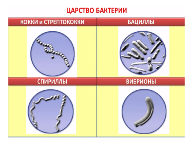 Селекция микроорганизмов. Основные селекции микроорганизмов. Селекция микроорганизмов 9 класс. Методы селекции микроорганизмов 9 класс. Селекционеры микроорганизмов.