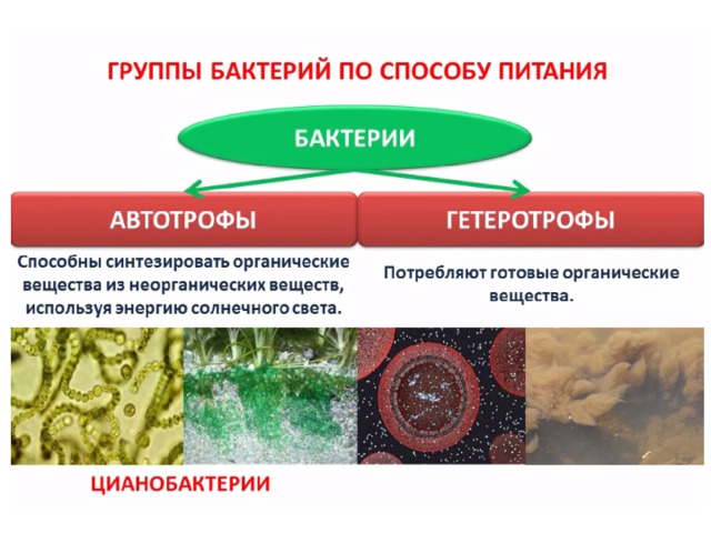 Бактерии способные образовывать органические вещества из неорганических. Бактерии синтезирующие органические вещества из неорганических. Бактерии способны создавать органические вещества из неорганических. Бактерии автотрофы органические вещества из неорганических. Какие бактерии способны образовывать органические вещества.