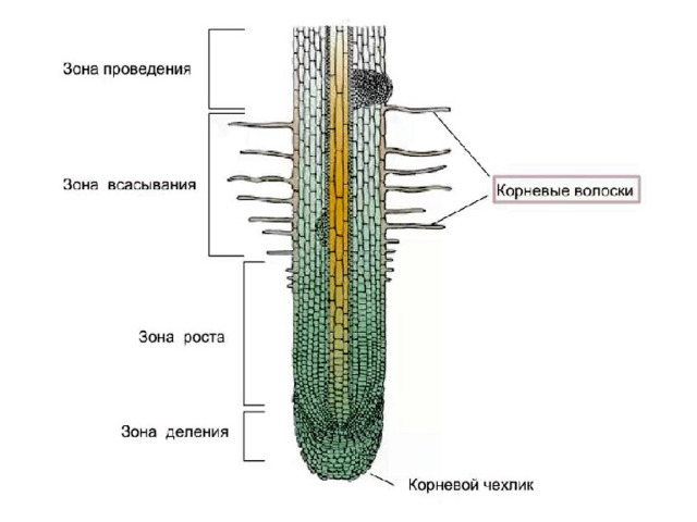 Корень схема егэ