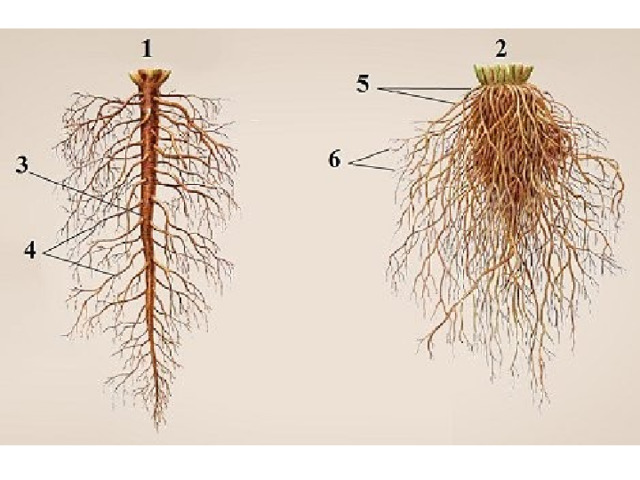 5 6 какой корень. Анатомия корневой системы. Стержневая корневая система придаточные корни. Корень корневые системы 6 класс. Стержневая корневая система 6 класс.