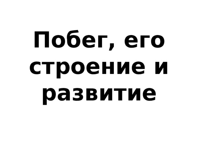 Побег, его строение и развитие 
