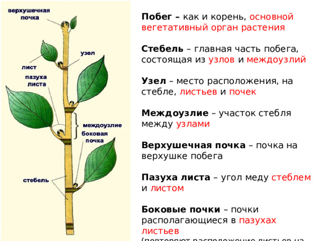 Побег состоящий из листьев почек называют. Узлы и междоузлия стебля. Междоузлие у растений. Узел и междоузлие. Междоузлие это в биологии.