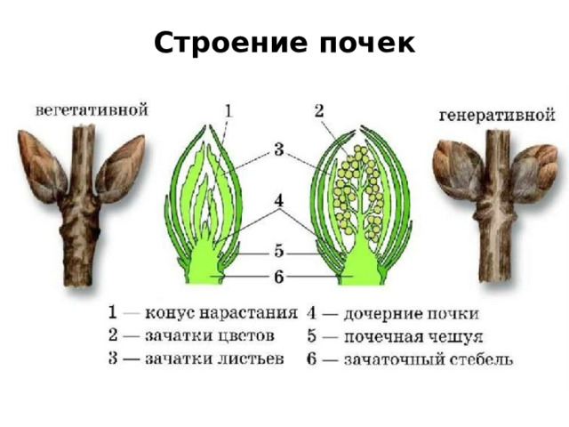 Строение почек 