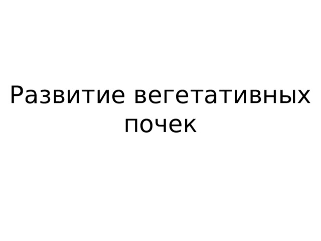 Развитие вегетативных почек 