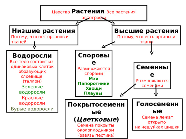 Царство  Растения  Все растения автотрофы Низшие растения Высшие растения Потому, что нет органов и тканей Потому, что есть органы и ткани Споровые Размножаются спорами Мхи Папоротники Хвощи Плауны Водоросли Все тело состоит из одинаковых клеток образующих слоевище (таллом) Зеленые водоросли Красные водоросли Бурые водоросли Семенные Размножаются семенами Голосеменные Семена лежат открыто на чешуйках шишки Покрытосеменные ( Цветковые ) Семена покрыты околоплодником (завязь пестика) 