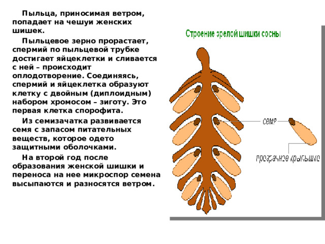 Пыльца, приносимая ветром, попадает на чешуи женских шишек. Пыльцевое зерно прорастает, спермий по пыльцевой трубке достигает яйцеклетки и сливается с ней – происходит оплодотворение. Соединяясь, спермий и яйцеклетка образуют клетку с двойным (диплоидным) набором хромосом – зиготу. Это первая клетка спорофита. Из семизачатка развивается семя с запасом питательных веществ, которое одето защитными оболочками. На второй год после образования женской шишки и переноса на нее микроспор семена высыпаются и разносятся ветром.  