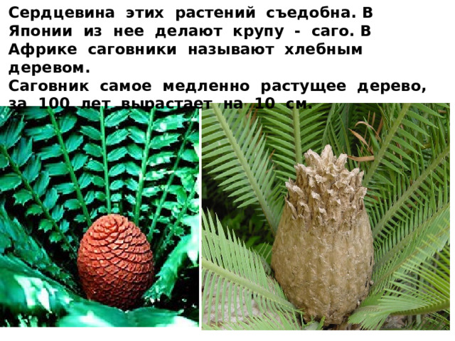 Сердцевина этих растений съедобна. В Японии из нее делают крупу - саго. В Африке саговники называют хлебным деревом. Саговник самое медленно растущее дерево, за 100 лет вырастает на 10 см. 