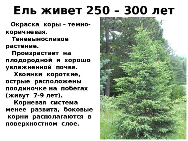 Ель живет 250 – 300 лет  Окраска коры – темно-коричневая.  Теневыносливое растение.  Произрастает на плодородной и хорошо увлажненной почве.  Хвоинки короткие, острые расположены поодиночке на побегах (живут 7-9 лет).  Корневая система менее развита, боковые корни располагаются в поверхностном слое. 