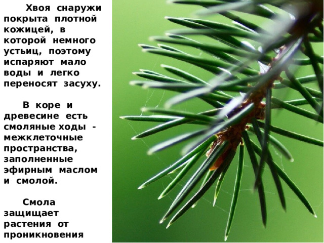  Хвоя снаружи покрыта плотной кожицей, в которой немного устьиц, поэтому испаряют мало воды и легко переносят засуху.   В коре и древесине есть смоляные ходы - межклеточные пространства, заполненные эфирным маслом и смолой.   Смола защищает растения от проникновения микроорганизмови насекомых. Поэтому они живут долго. 