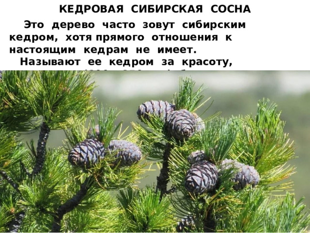 КЕДРОВАЯ СИБИРСКАЯ СОСНА  Это дерево часто зовут сибирским кедром, хотя прямого отношения к настоящим кедрам не имеет.  Называют ее кедром за красоту, долголетие (800 – 850 лет), большие размеры (до 45 м в высоту). 