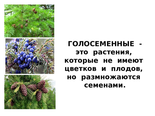  ГОЛОСЕМЕННЫЕ - это растения, которые не имеют цветков и плодов, но размножаются семенами. 