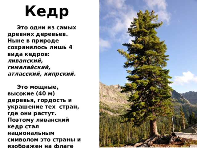 Кедр  Это одни из самых древних деревьев. Ныне в природе сохранилось лишь 4 вида кедров: ливанский, гималайский, атласский, кипрский.   Это мощные, высокие (40 м) деревья, гордость и украшение тех стран, где они растут. Поэтому ливанский кедр стал национальным символом это страны и изображен на флаге Ливана.   Из кедровой древесины сделаны саркофаги египетских фараонов 