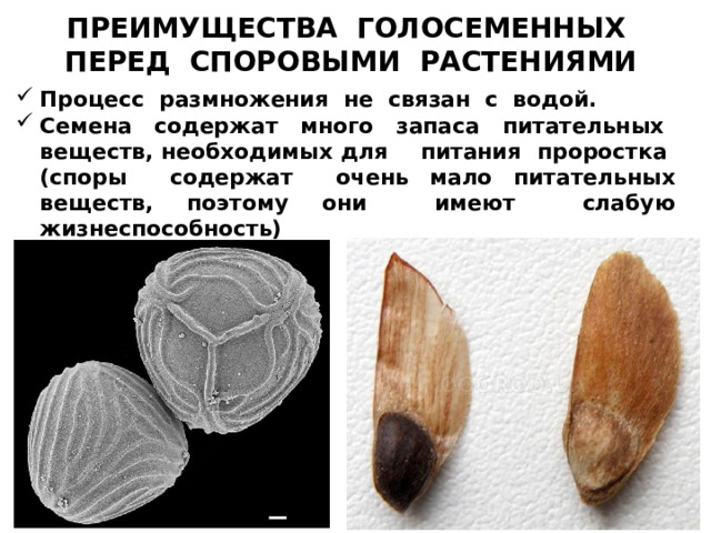 ПРЕИМУЩЕСТВА ГОЛОСЕМЕННЫХ ПЕРЕД СПОРОВЫМИ РАСТЕНИЯМИ Процесс размножения не связан с водой. Семена содержат много запаса питательных веществ, необходимых для питания проростка (споры содержат очень мало питательных веществ, поэтому они имеют слабую жизнеспособность) 