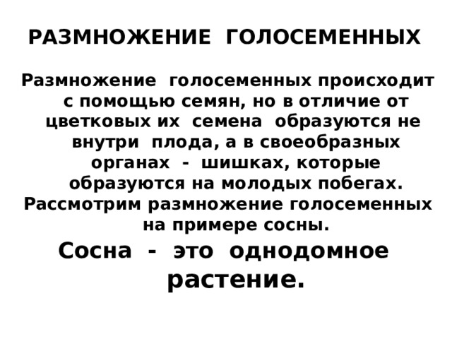 РАЗМНОЖЕНИЕ ГОЛОСЕМЕННЫХ Размножение голосеменных происходит с помощью семян, но в отличие от цветковых их семена образуются не внутри плода, а в своеобразных органах - шишках, которые образуются на молодых побегах. Рассмотрим размножение голосеменных на примере сосны. Сосна - это однодомное растение. 