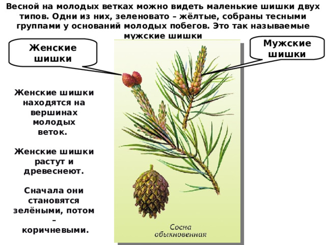 Весной на молодых ветках можно видеть маленькие шишки двух типов. Одни из них, зеленовато – жёлтые, собраны тесными группами у оснований молодых побегов. Это так называемые мужские шишки Мужские шишки Женские шишки Женские шишки находятся на вершинах молодых веток.  Женские шишки растут и древеснеют.  Сначала они становятся зелёными, потом –  коричневыми. 