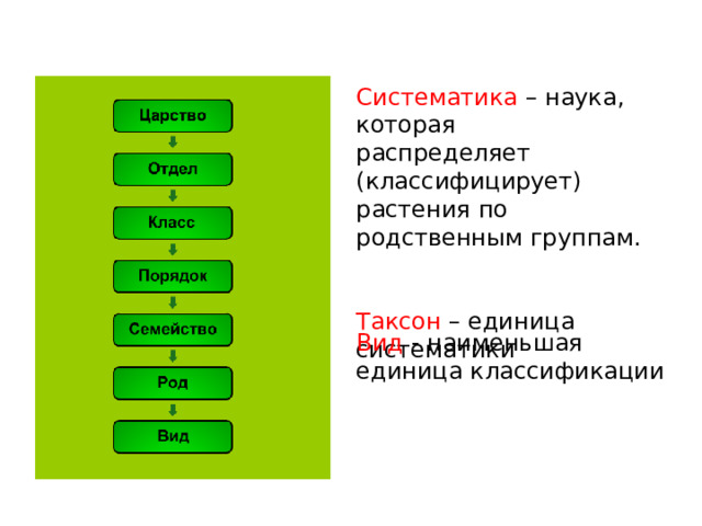 Систематика – наука, которая распределяет (классифицирует) растения по родственным группам. Таксон – единица систематики Вид - наименьшая единица классификации 