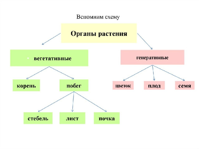 Заполните таблицу органы растения