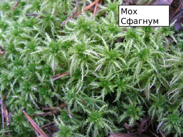 Мох Сфагнум Мох Сфагнум 
