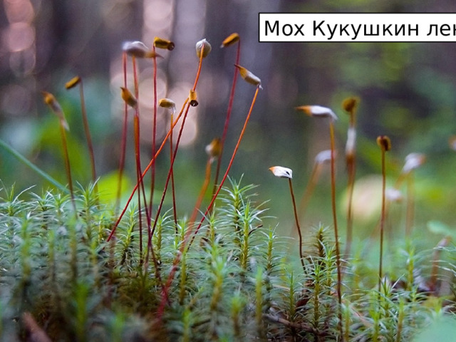 Мох Кукушкин лен 