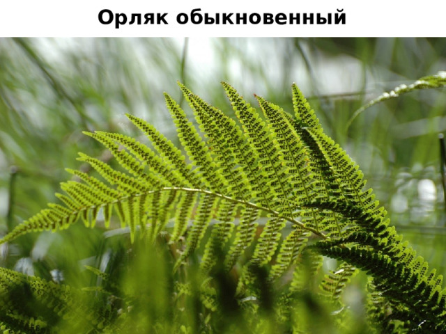 Орляк обыкновенный 