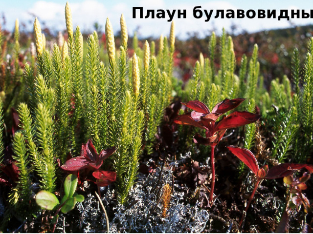 Плаун булавовидный 