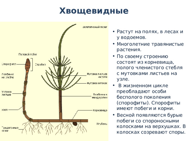 Диаграмма хвощевидных растений