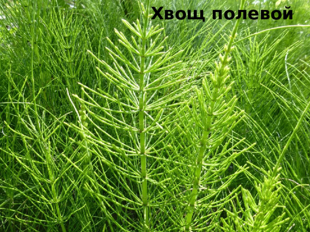 Хвощ полевой ̆ 