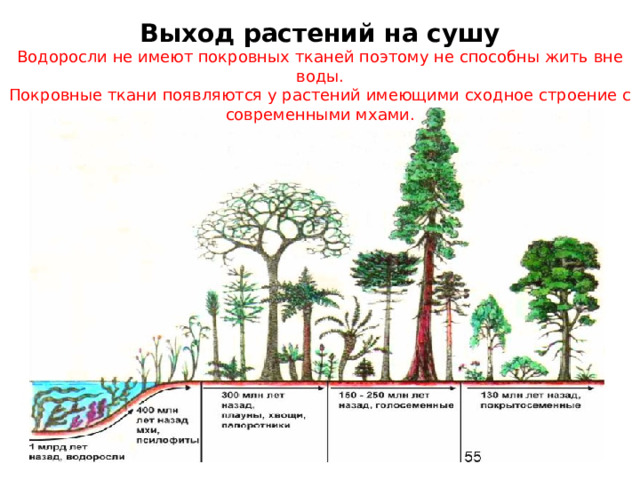 Какие условия способствовали выходу растений на сушу