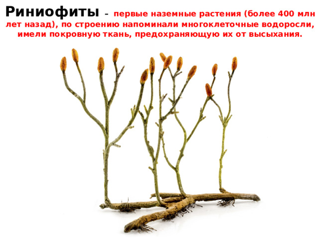 Риниофиты –  первые наземные растения (более 400 млн лет назад), по строению напоминали многоклеточные водоросли, имели покровную ткань, предохраняющую их от высыхания. 