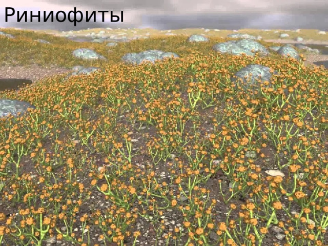 Риниофиты 