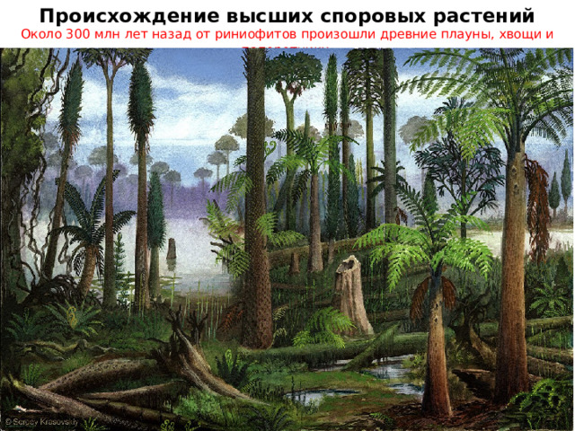 Происхождение высших споровых растений Около 300 млн лет назад от риниофитов произошли древние плауны, хвощи и папоротники 