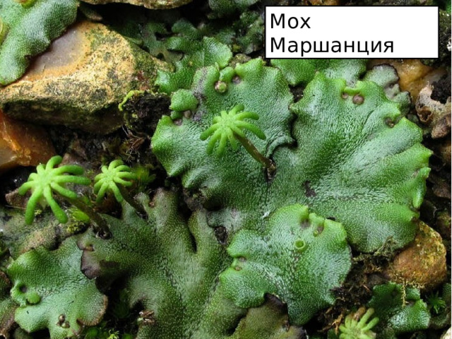 Мох Маршанция 