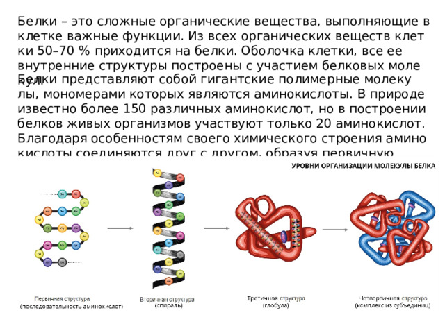 Оболочка белка