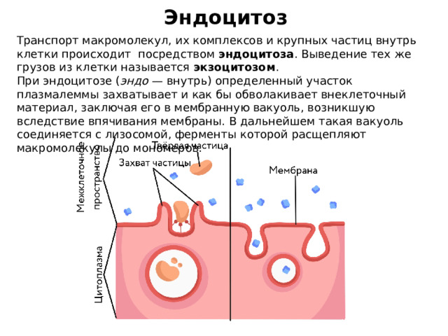 Установить последовательность эндоцитоза. Эндоцитоз структура клетки. Процесс эндоцитоза. Этапы эндоцитоза.