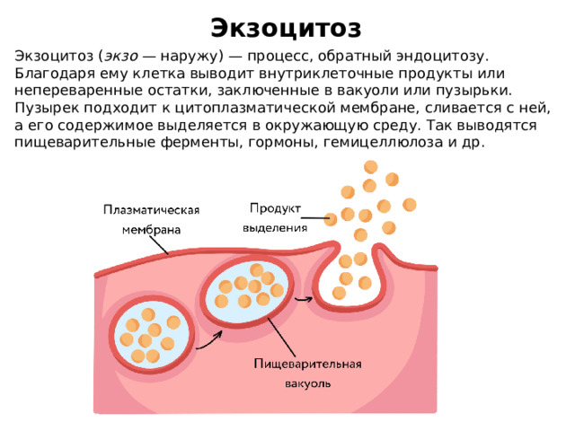 Экзоцитоз осуществляется. Экзоцитоз. Экзоцитоз строение. Процесс экзоцитоза. Примеры экзоцитоза.