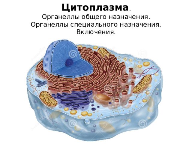 Цитоплазма . Органеллы общего назначения. Органеллы специального назначения. Включения. 