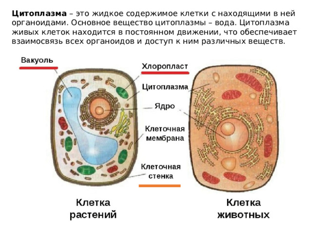Цитоплазма – это жидкое содержимое клетки с находящими в ней органоидами. Основное вещество цитоплазмы – вода. Цитоплазма живых клеток находится в постоянном движении, что обеспечивает взаимосвязь всех органоидов и доступ к ним различных веществ. 