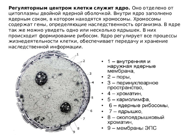 Регуляторным центром клетки служит ядро. Оно отделено от цитоплазмы двойной ядерной оболочкой. Внутри ядро заполнено ядерным соком, в котором находятся хромосомы. Хромосомы содержат гены, определяющие наследственность организма. В ядре так же можно увидеть одно или несколько ядрышек. В них происходит формирование рибосом. Ядро регулирует все процессы жизнедеятельности клетки, обеспечивает передачу и хранение наследственной информации. 