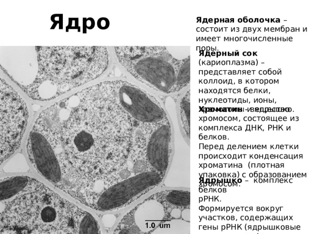 Ядро Ядерная оболочка – состоит из двух мембран и имеет многочисленные поры. Ядерный сок (кариоплазма) – представляет собой коллоид, в котором находятся белки, нуклеотиды, ионы, хромосомы и ядрышко. Хроматин - вещество хромосом, состоящее из комплекса ДНК, РНК и белков. Перед делением клетки происходит конденсация хроматина (плотная упаковка) с образованием хромосом. Ядрышко – комплекс белков рРНК. Формируется вокруг участков, содержащих гены рРНК (ядрышковые организаторы). 