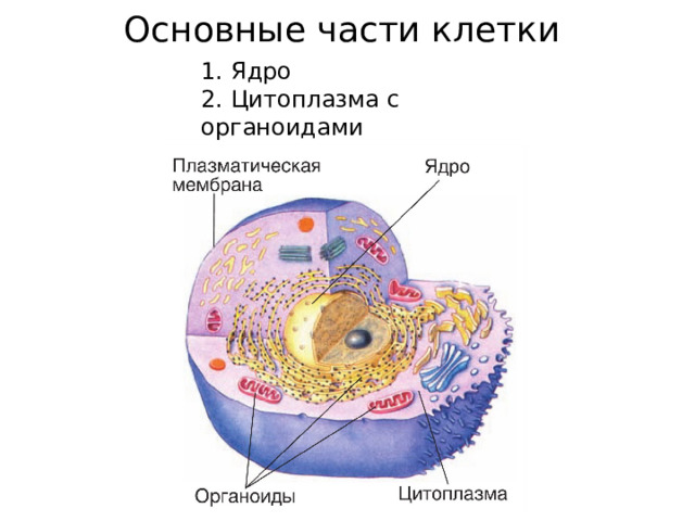 Основные части клетки 1. Ядро 2. Цитоплазма с органоидами 3. Клеточная мембрана. 