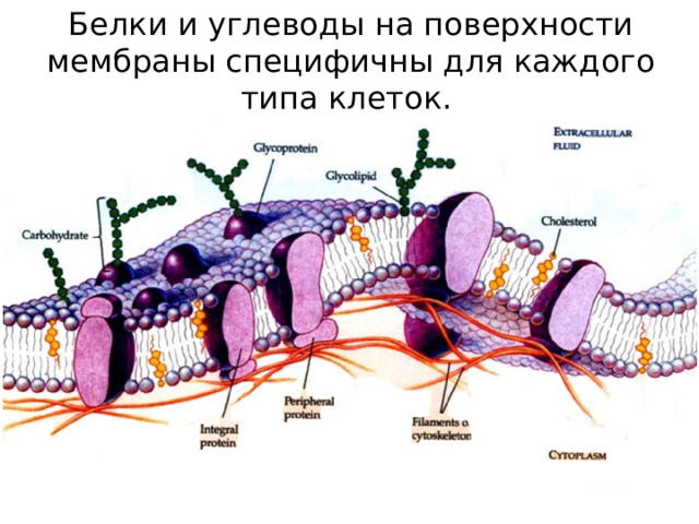Белки и углеводы на поверхности мембраны специфичны для каждого типа клеток. 