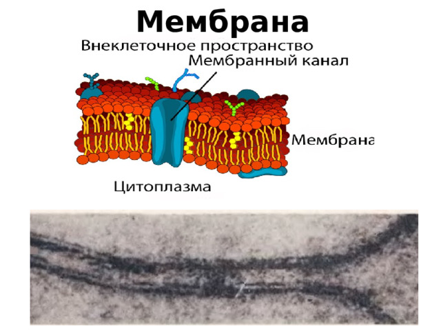 Мембрана 