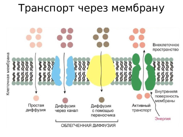 Транспорт через мембрану 